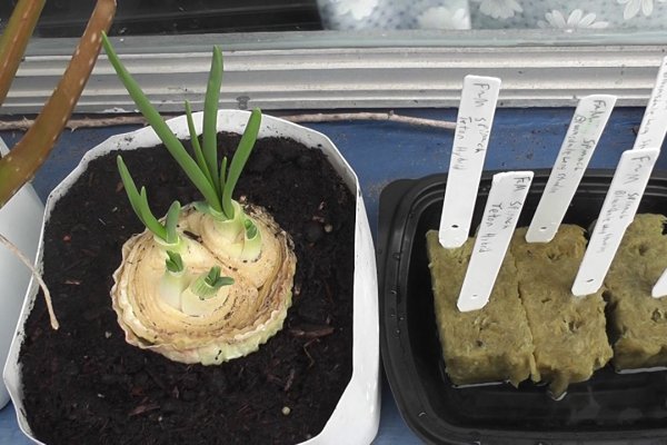 Можно ли восстановить аккаунт в кракен даркнет