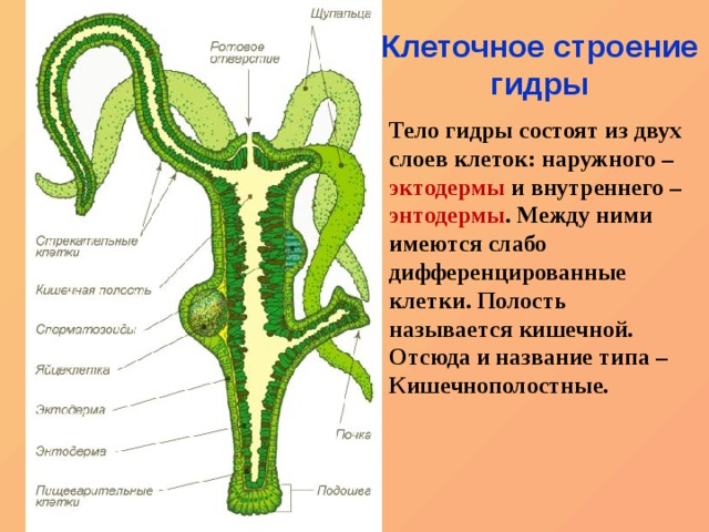 Кракен даркнет зеркало пв